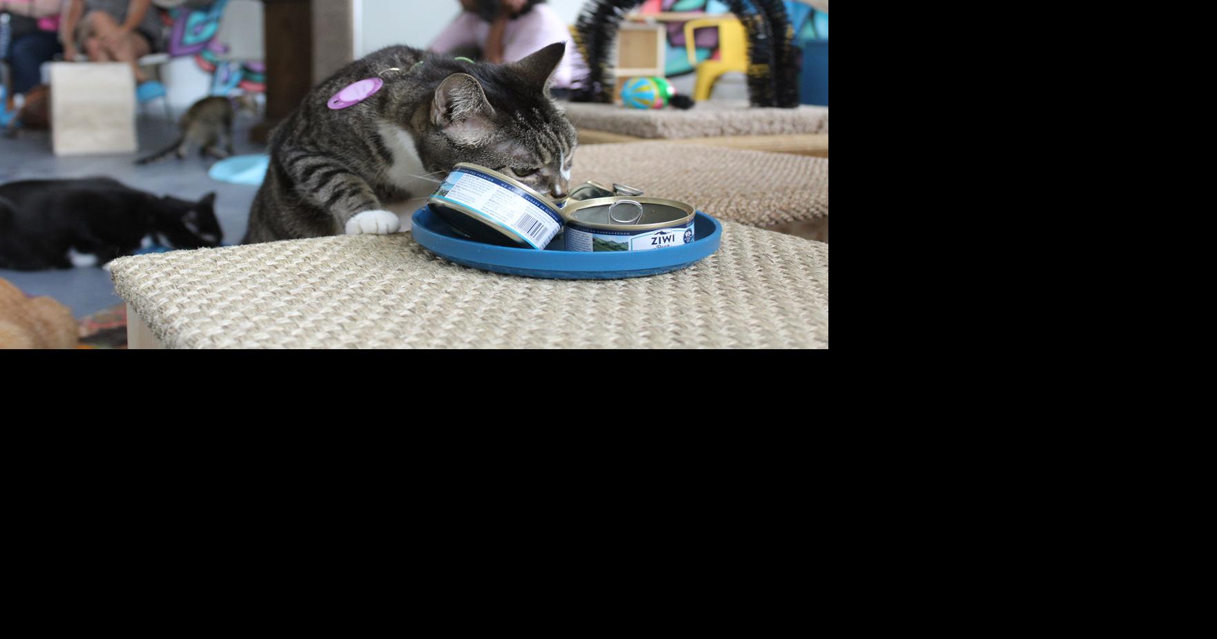 Java Cats Café is open for business | News | mdjonline.com