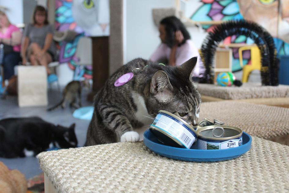 Java Cats Cafe Is Open For Business News Mdjonline Com
