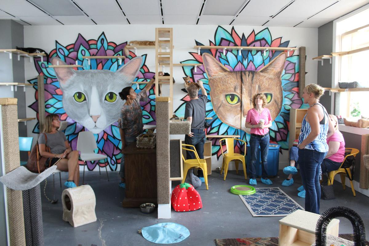 Java Cats Cafe Is Open For Business News Mdjonline Com