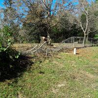 112520_MDJ_ActsofKindnessPart2_WalkersTree.jpg
