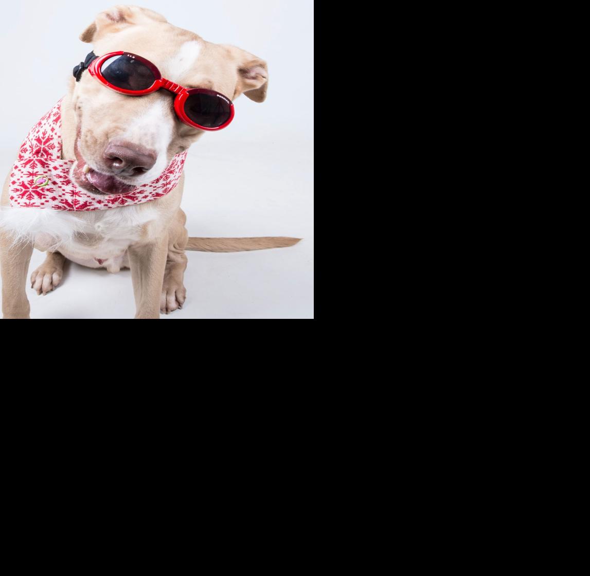 LifeLine asking all to Spring a Dog out of the Shelter ...