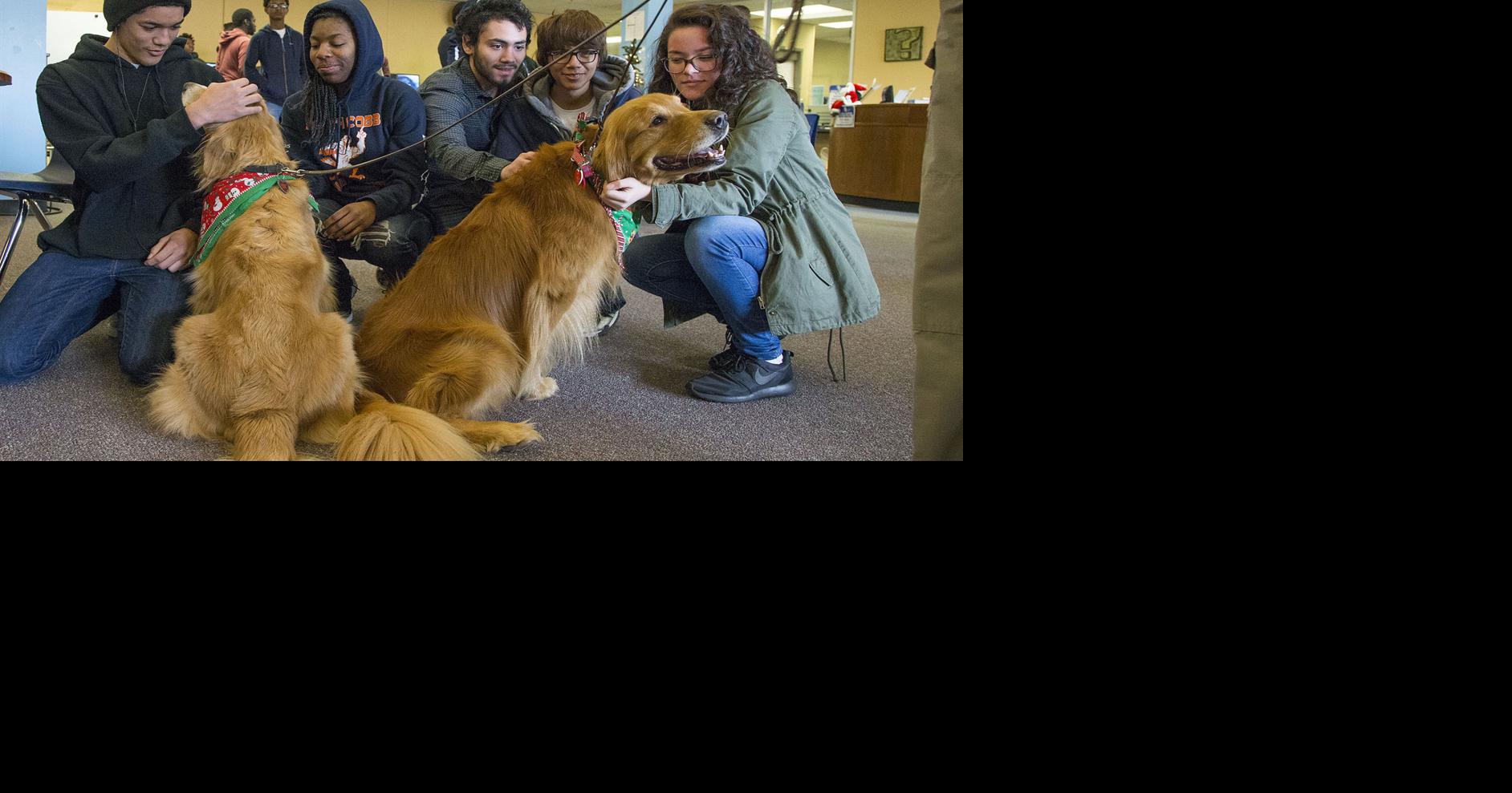 CAREing Paws: Therapy dogs help students de-stress before finals | News ...