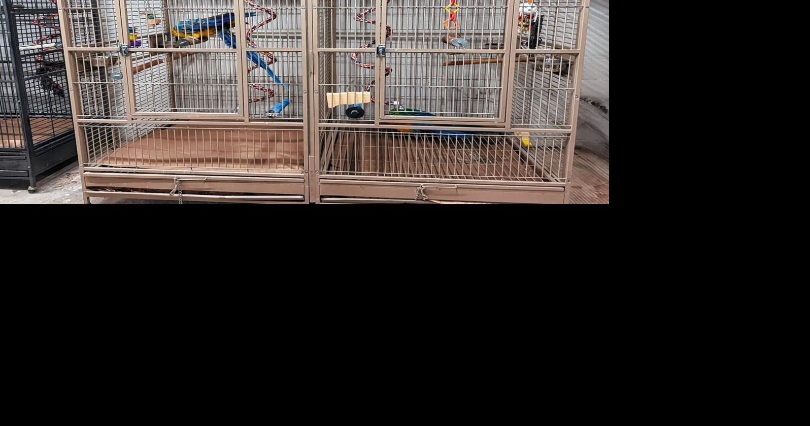 New parrots at The Georgia Aviary