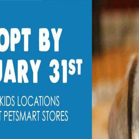 PetSmart National Adoption Weekend is May 17-19!  Furkids - Georgia's  Largest No Kill Animal Rescue & Shelters