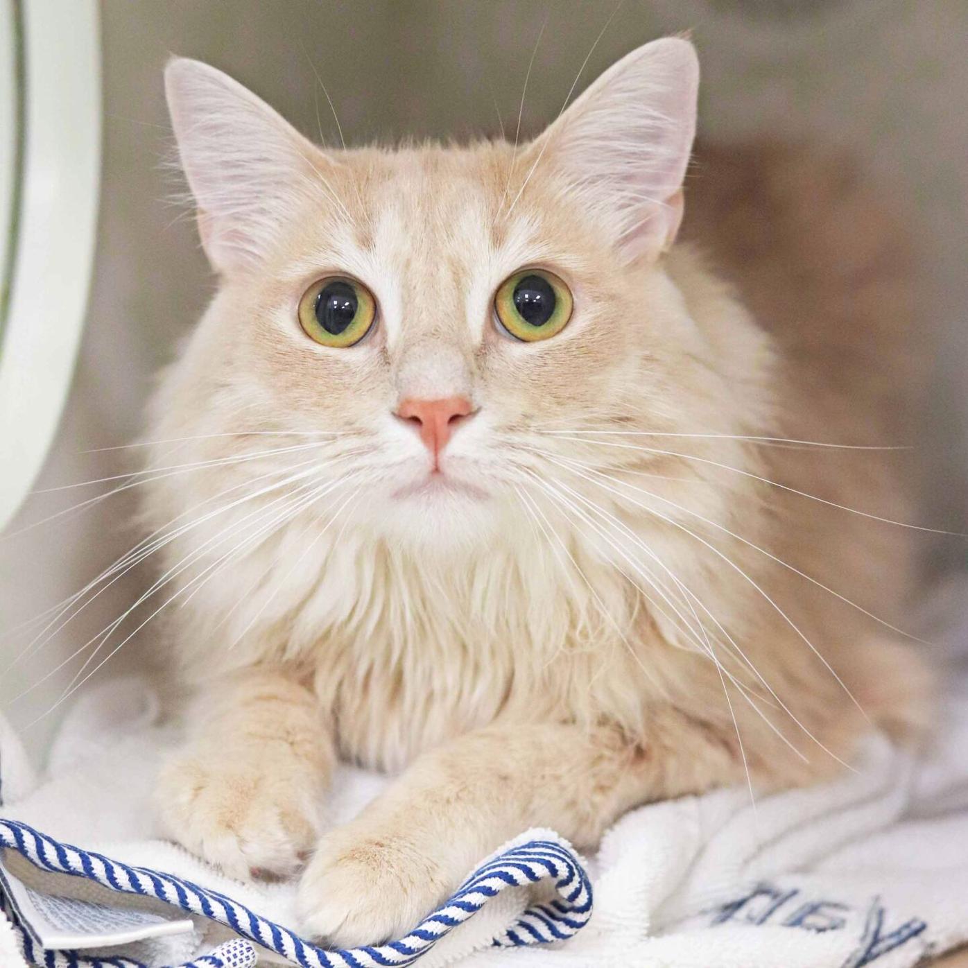 Atlanta Humane Society Offering Free Cat Adoptions Through May 14 Neighbornewsonline Com Suburban Atlanta S Local News Source Mdjonline Com