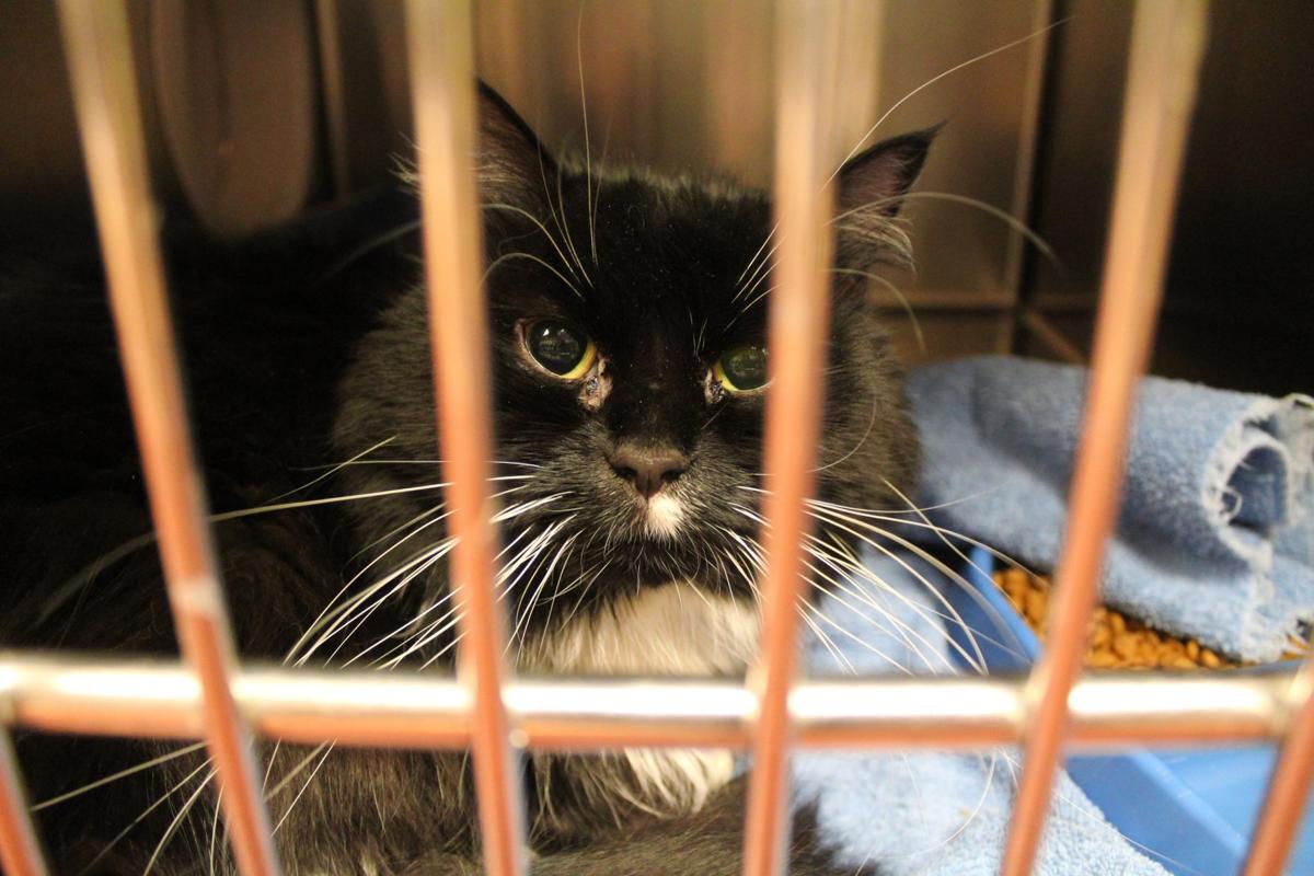 Cat Astrophe At Cobb Animal Shelter As Orphan Felines Surpass Cage