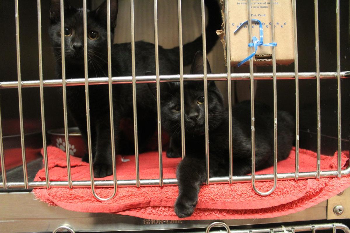 Cat Astrophe At Cobb Animal Shelter As Orphan Felines Surpass Cage