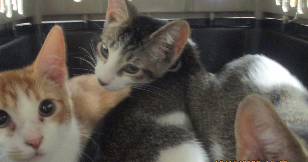 Meet Rubble: Pet of the Day