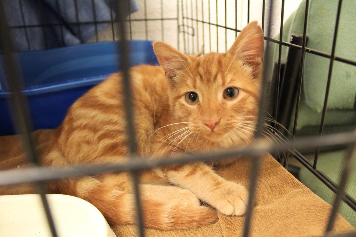 Cat Astrophe At Cobb Animal Shelter As Orphan Felines Surpass Cage