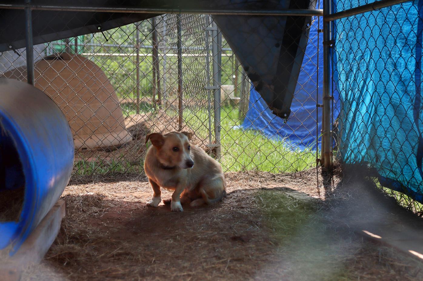 Atlanta Humane Society Rescues 45 Dogs From Outdoor Muddy Pens In South Georgia Northside Sandy Springs Neighbor Mdjonline Com