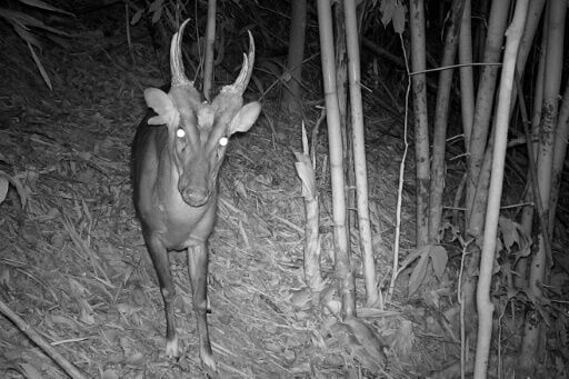 It also found nine species that have never been recorded in Cambodia before, including the critically endangered large-antlered muntjac