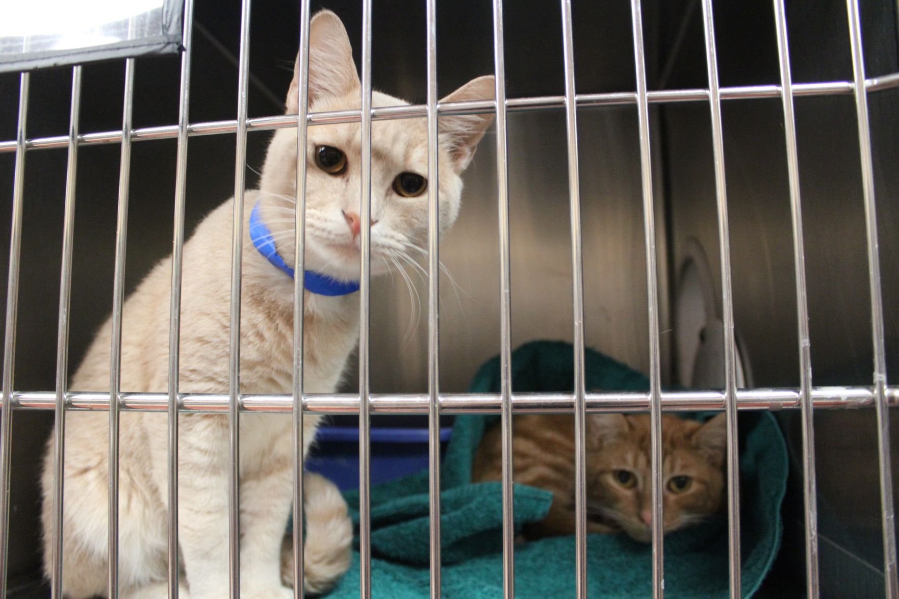 Animal Shelter Website Animal Shelter Website