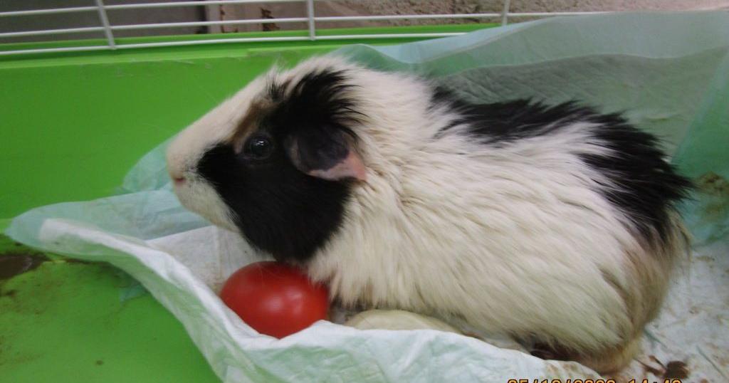Meet Gordito (exotic): Pet of the Day