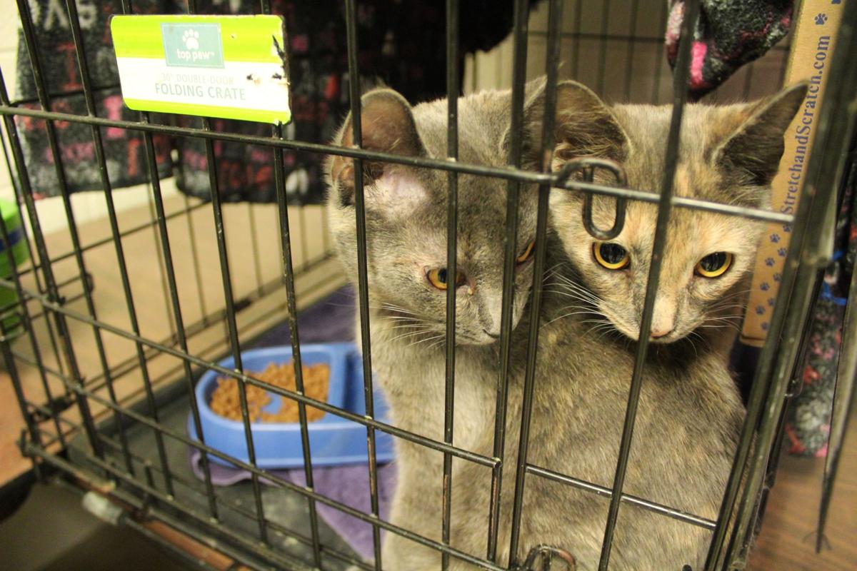 Cat Astrophe At Cobb Animal Shelter As Orphan Felines Surpass Cage