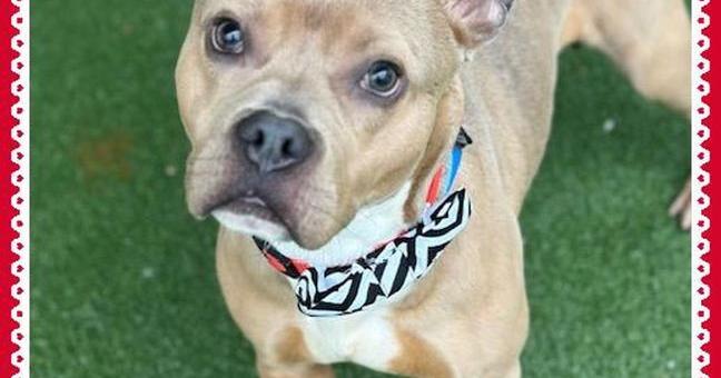 Meet Stone Chaos: Pet of the Day
