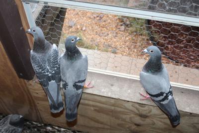Backyard Birds Ruffle Only 1 Feather Race Pigeons Fly With
