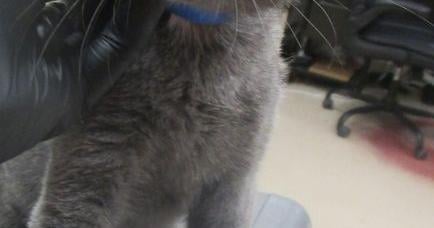 Meet : Pet of the Day
