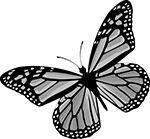 butterfly.jpg