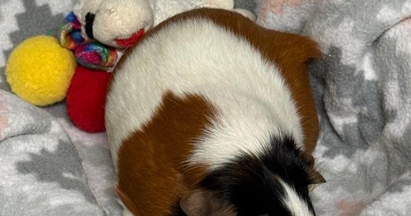 Meet Chestnut: Pet of the Day