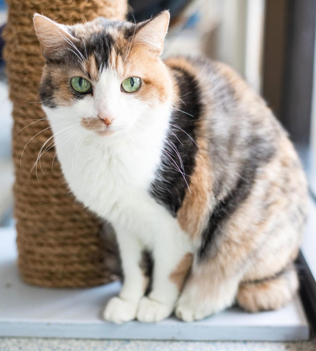 Pet Adoption Spotlight Sage Neighbornewsonline Com Suburban
