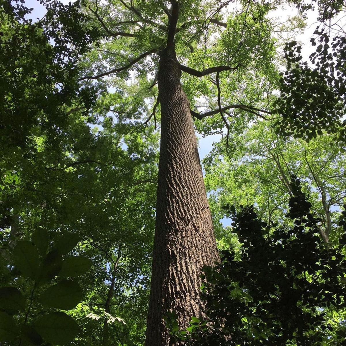 The tallest tree in Atlanta is a lonely reminder of a system that needs