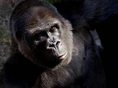 Zoo Atlanta Choomba gorilla