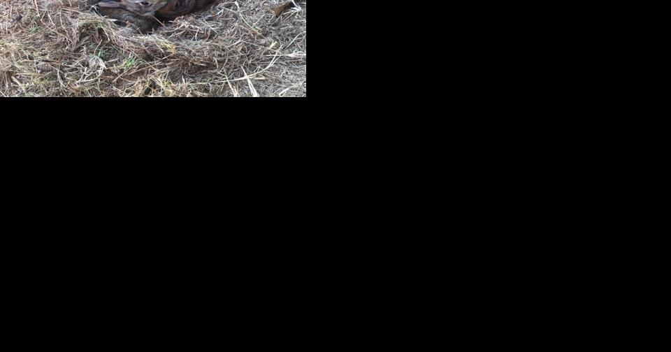 Leave Wildlife Where They Are Found - Vimarsana News