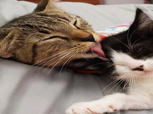 Furkids Animal Rescue And Shelters Is Moving Out Of Doraville And