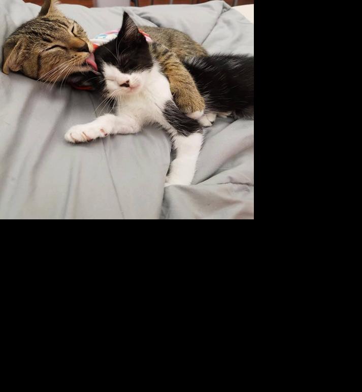 Furkids Animal Rescue And Shelters Is Moving Out Of Doraville And