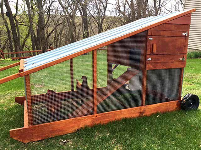 So You Think You Want Backyard Chickens Home Garden Messagemedia Co