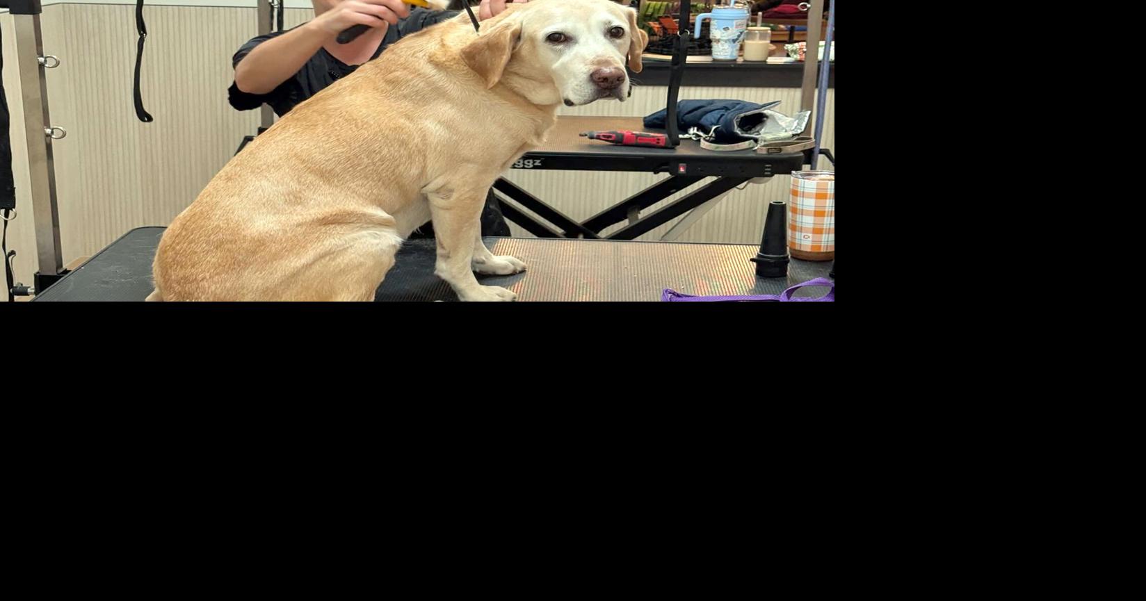 Una Rakki - Up North dog outfitters | Business | messagemedia.co