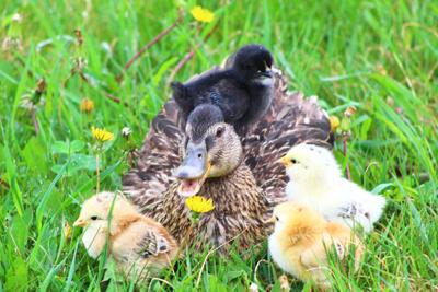 Momma Duck And Baby Chickens Mille Lacs Messenger Messagemedia Co