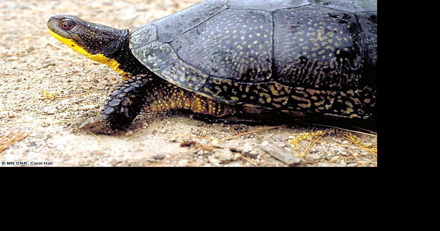 Turtle crossings are part of life in the area | Outdoors | messagemedia.co