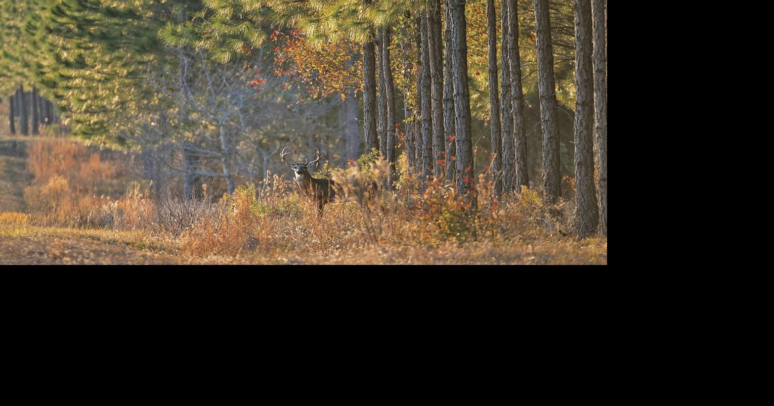 DNR finalizes plan for Mille Lacs Wildlife Management Area Mille Lacs