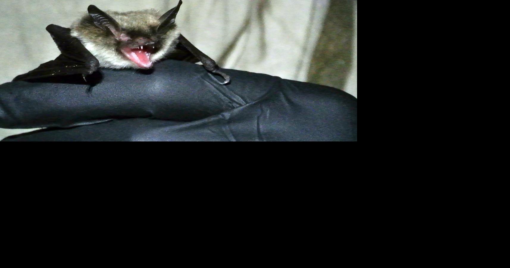 Protecting Minnesota’s bats | Local | messagemedia.co