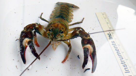 Signal crayfish confirmed in Minnesota | Outdoors | messagemedia.co