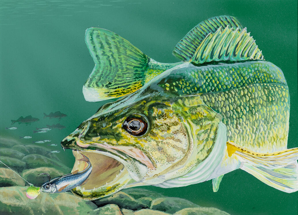 Winners chosen for 2024 trout and salmon stamp walleye stamp