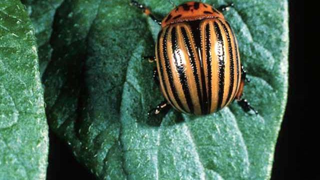 Colorado Potato Beetles Home Garden Messagemedia Co Colorado Potato Beetles Home Garden Messagemedia Co