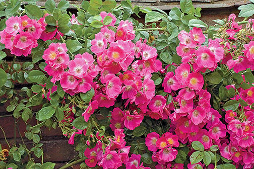 William baffin climbing outlet rose