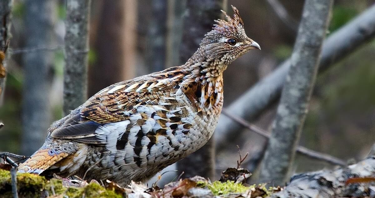  バード  Grouse-FinnFest 2020 BLANE KLEMEK OUTDOORS: Survival tactics of the ruffed grouse