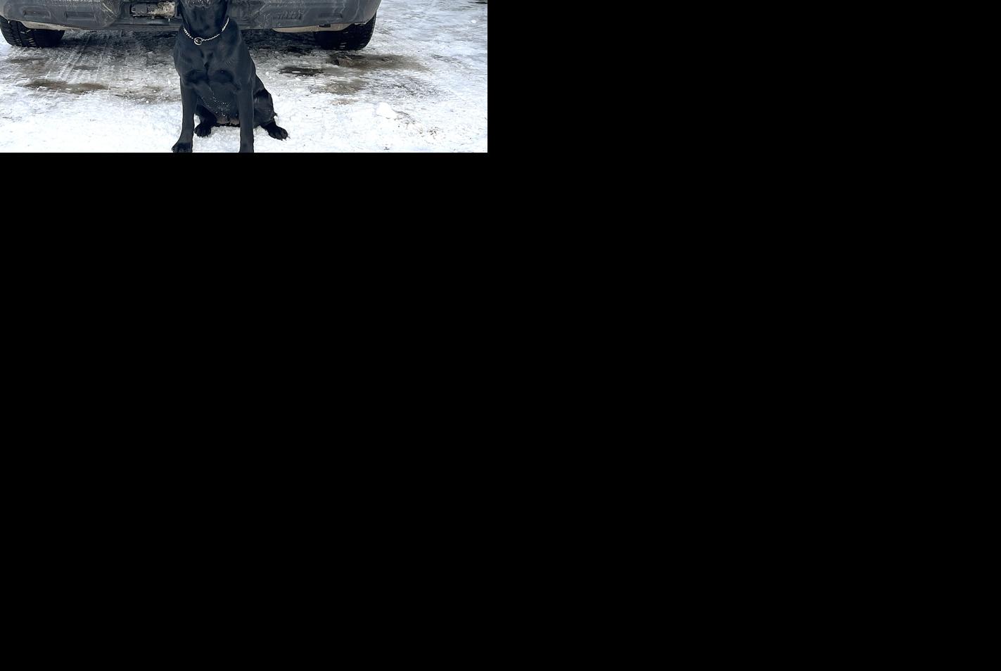 Aitkin County K9 Ruby celebrates first birthday | Local | messagemedia.co