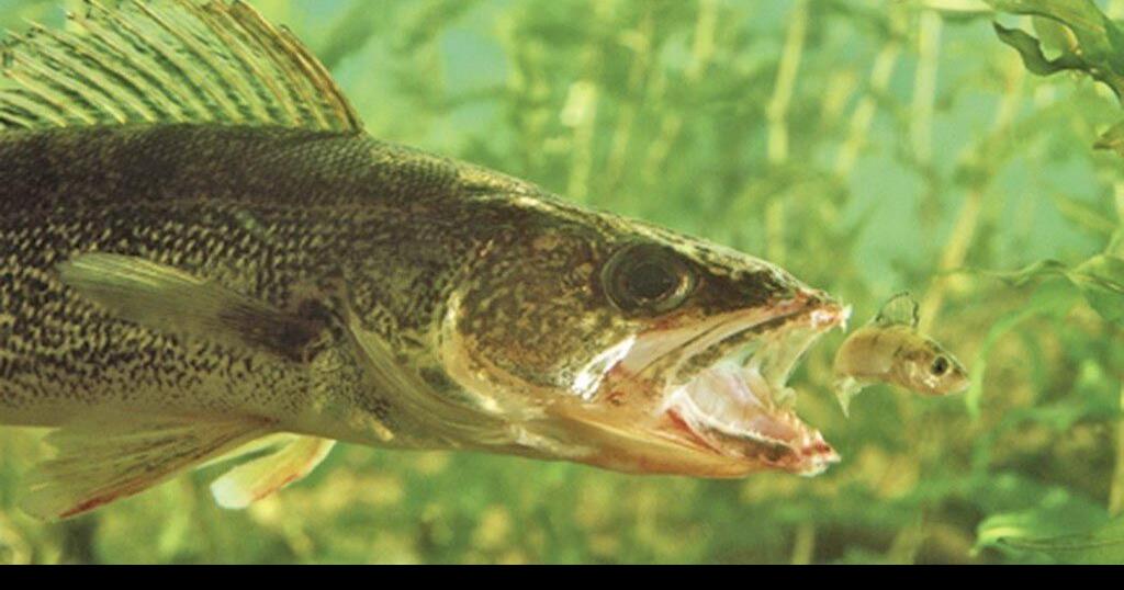 Creel data in through August, walleye fishing remains stable, Mille Lacs  Messenger