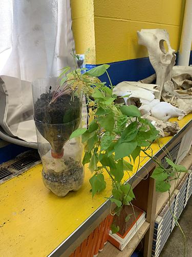 Plant in bottle