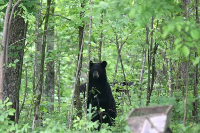 Bear | Outdoors | messagemedia.co