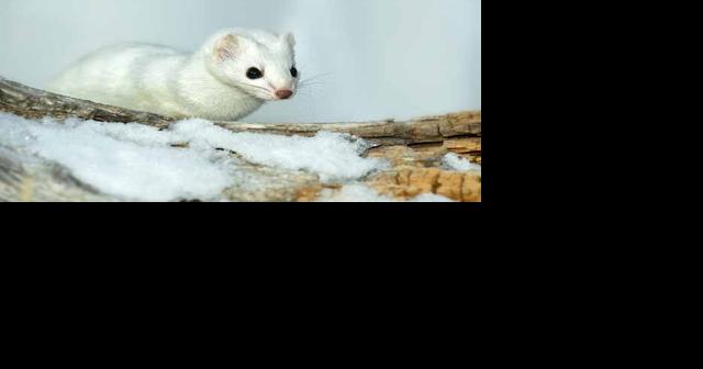 Nature smart: The short-tailed weasel | Outdoors ...