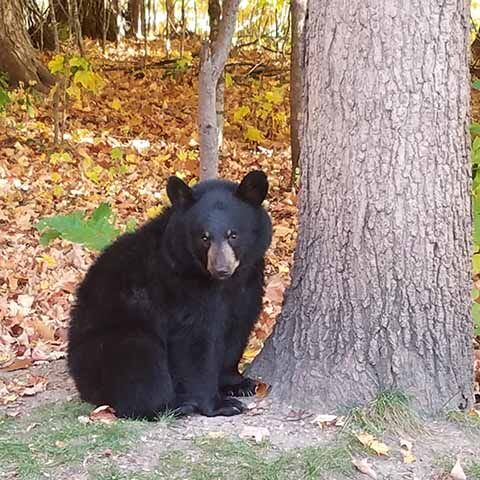 curious bear