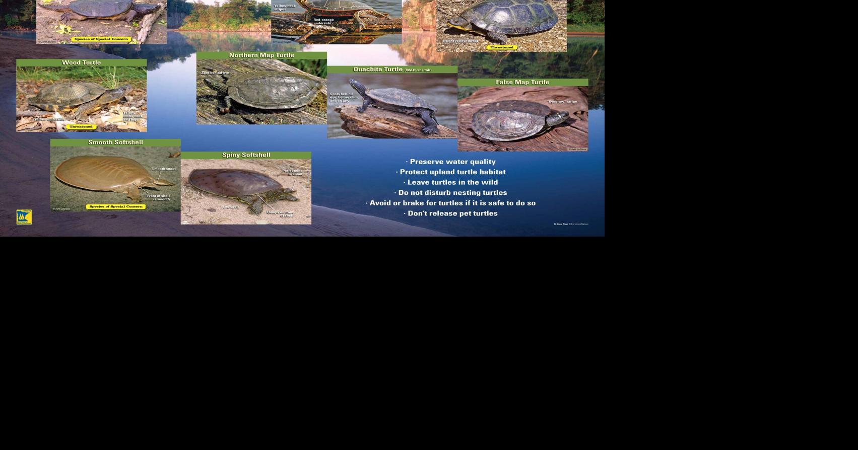 Minnesota DNR enhances protection for turtles | Outdoors | messagemedia.co