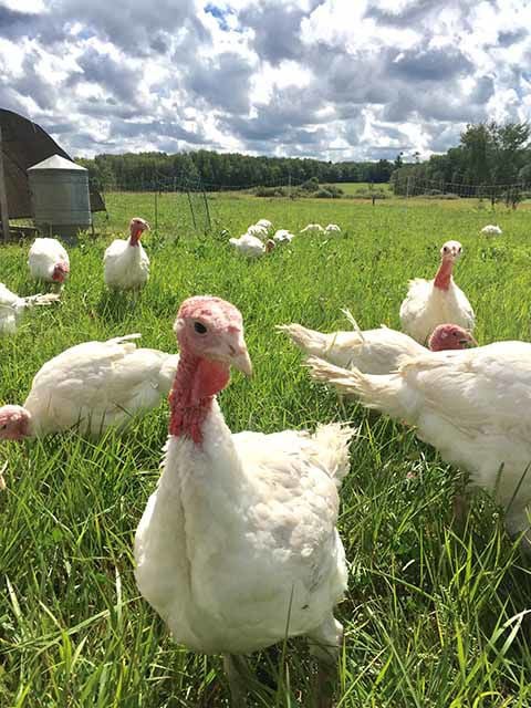 ForageScape Farm turkeys