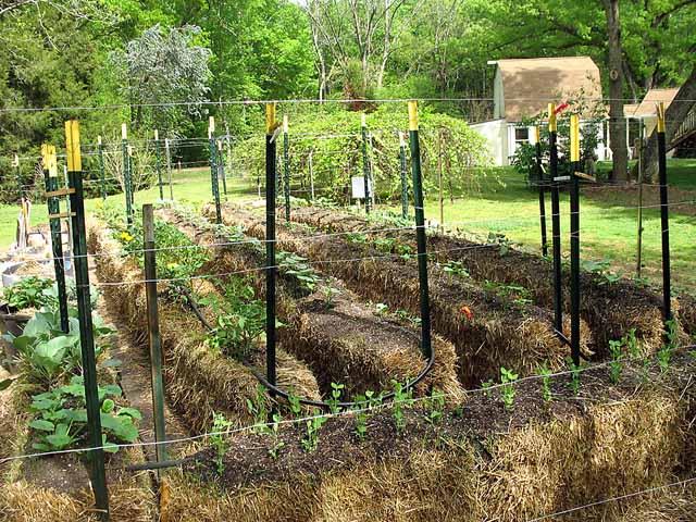 Straw Bale Gardening Class Rescheduled Home Garden Messagemedia Co