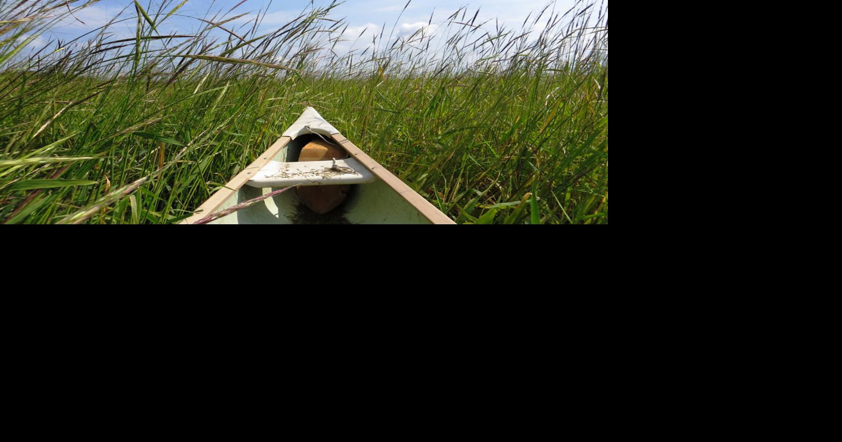 Wild rice season opens soon, but harvesters must ensure rice is ripe ...